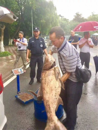 这些大鱼将会送到食堂，师生可免费食用。网图