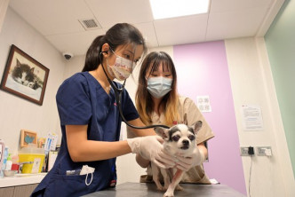 城大獸醫課程學生會到魚場、豬場和城大動物醫療中心實習，累積診斷經驗。