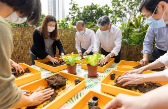 「鹤薮白」是上世纪六、七十年代香港蔬菜界的当红名物。