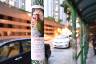 一頭達摩鸚鵡年初一在荃灣走失主人貼街招尋找