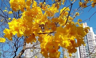 南昌公园黄花风铃木在蓝天下鲜艳夺目。读者Kwok Shun Nok Harry提供