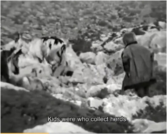 片中年纪小小的莫迪历已协助家人保护饲养的羊。网图