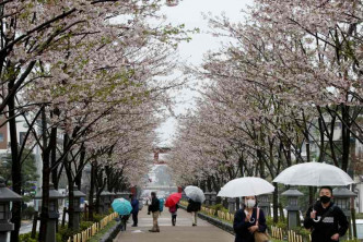 日本正盛放櫻花但賞櫻旅客不復見。AP