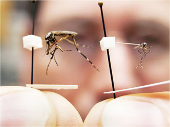 居民反對於社區內放出基因蚊子。網圖