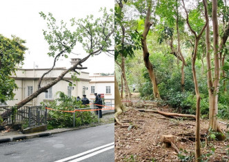 西区(左)及沙田(右)接连发生树塌意外。