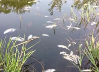 4人向將殺蟲劑倒入河中，導致22萬條魚死亡。網圖
