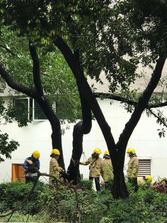 消防員準備鋸走近德華公園的一棵十米高的大樹。圖片：網民Lam Yu San‎