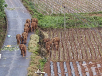 15头野生亚洲象从云南西双版纳一路北迁。美联社图片