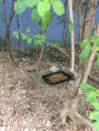長宏邨有流浪貓出沒。小白與小黑救救山上狗群提供圖片