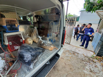 愛護動物協會職員到場檢走狗狗的屍體。 蔡楚輝攝