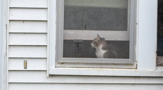 不少貓擠到窗口呼吸空氣。網圖