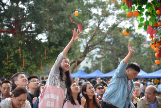 林村许愿树今日继续开放，市民继续到场抛祈福宝牒许下各式新年愿望。