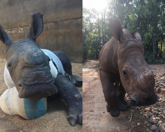 該犀牛寶寶現在一個野生動物庇護所療養。 網圖