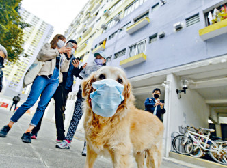 疫情下沙田有居民与爱犬齐齐佩戴口罩外出。