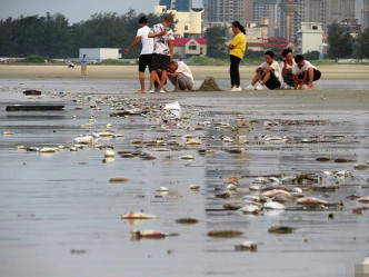 廣西北海銀灘現四公里死魚。 網圖