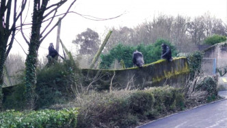 動物園黑猩猩用樹枝造梯翻牆逃跑。網上圖片