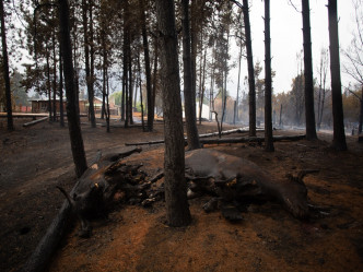 巴塔哥尼亚区近期发生山林大火。AP图片