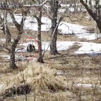 俄羅斯有棕熊搶劫獵人的午餐後逃入森林。網上圖片