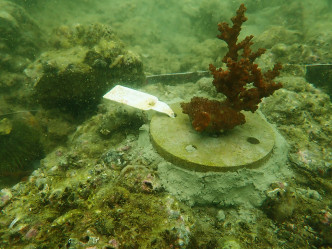 这是黄锦星领养的「鹿角珊瑚BB」，名为「朝气勃勃」。黄锦星网志图片