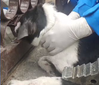 泰国有流浪狗被困铁闸获救出。网上截图