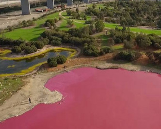 维州公园湖水罕见变粉红色。网图