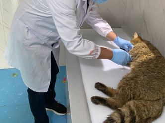 荒漠猫经手术治疗后康复进度良好。网图