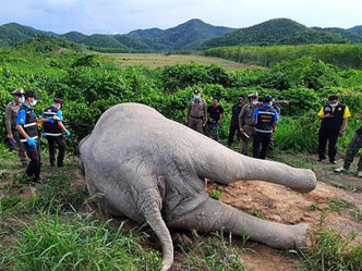 护林员们接报前来查看，发现大象的象鼻被电到焦黑。(网图)