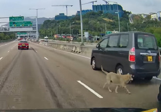 狗隻未有被撞倒。網民Hung Lai Hang影片截圖