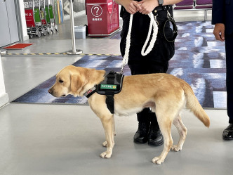 当保安犬挂上「Pat Me」牌，市民得到领犬员同意下，可摸一摸犬只。王诗颖摄