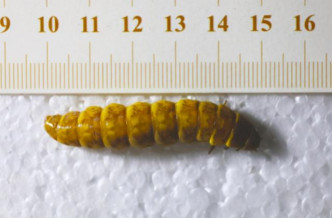 四川发现巨型萤火虫，为首次在中国境内发现该品种。网上图片