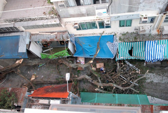 赤柱大街百年古樹刺桐突倒塌。資料圖片