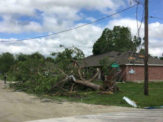 在德克薩斯州富蘭克林被龍捲風吹襲後，大樹倒地。AP