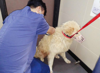 义工只能救起前脚受伤的「金Mo」。拯救遗弃宠物中心图片