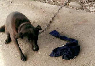 被毒死的狗狗「麻糬」生前相片。网图