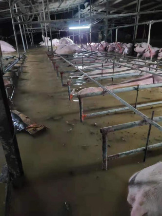 暴雨下有豬場被浸。陳月明fb圖片