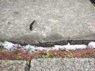 清源山景區地面佈滿飄雪。 網上圖片