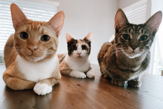 吉川的三只猫，只只都好得意。
