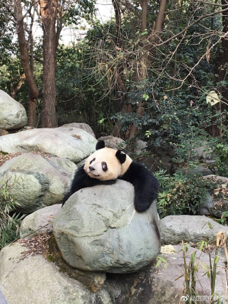 「守護大熊貓之聲」微博圖片