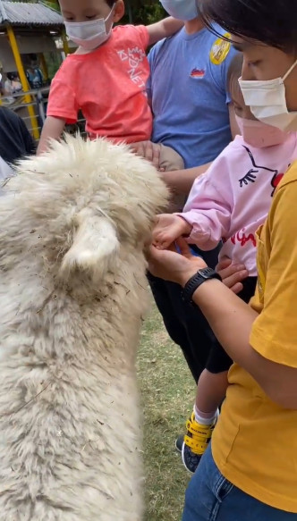 女兒在爸爸Barry陪同下餵草泥馬。