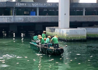 海事處早上派外判清理船到場撈走死魚。