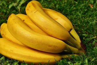 香蕉。網上圖片