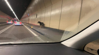 一隻唐狗在紅隧內行走。毛孩關愛組 Facebook 相片