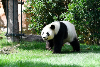 「歡歡」是其中一隻在法國博瓦勒野生動物園生活的中國大熊貓。新華社