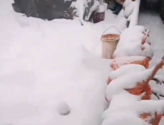 当地居民将自家养的小鸡宰杀后用雪封盖。微博影片截图