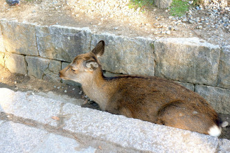 奈良鹿在水渠避暑。网图