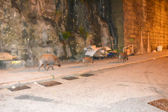 野猪家族疑黄竹坑「搵食」，遇警即逃走。