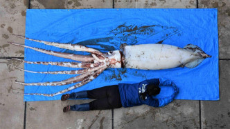 打捞到的大王乌贼长达2.4米，重达106.6公斤。Twitter图片