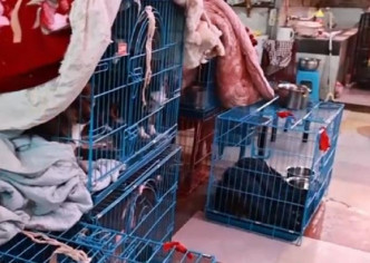 重庆68岁老人救助流浪动物月花8万元。网上图片