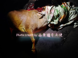 牛只被撞至重伤。西贡护牛天使FB图片