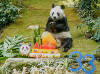 踏入 33 岁的安安相当于大熊猫界的百岁「熊瑞」。海洋公园图片